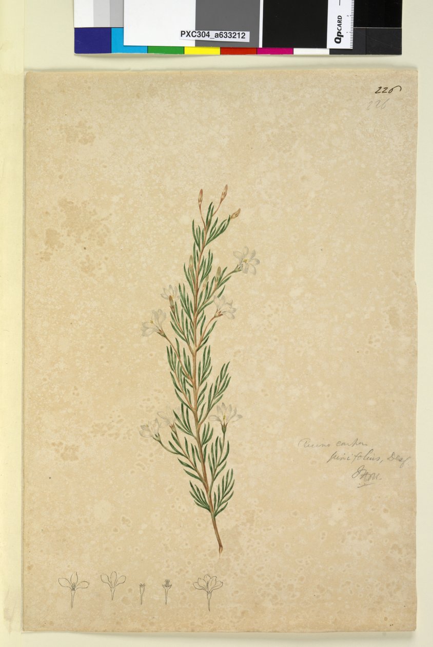 Pagina 226. Ricinocarpus pinifolius da John William Lewin