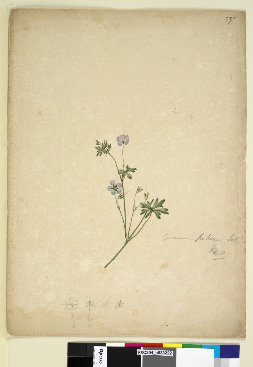 Pagina 237. Geranium pilosum da John William Lewin