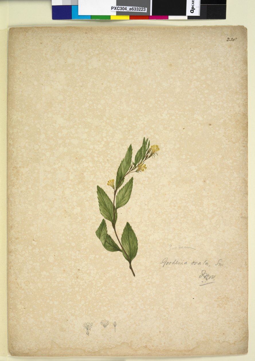 Pagina 238. Goodenia ovata da John William Lewin