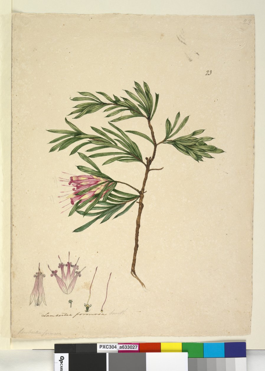 Pagina 23. Lambertia formosa, c.1803-06 da John William Lewin