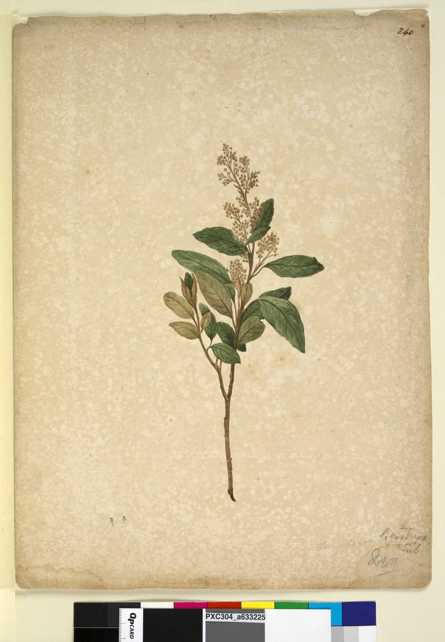 Pagina 240. Pomaderris ligustrina da John William Lewin