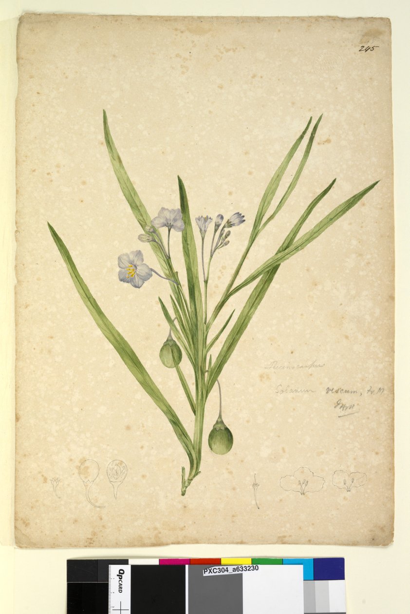 Pagina 245. Solanum vescum da John William Lewin