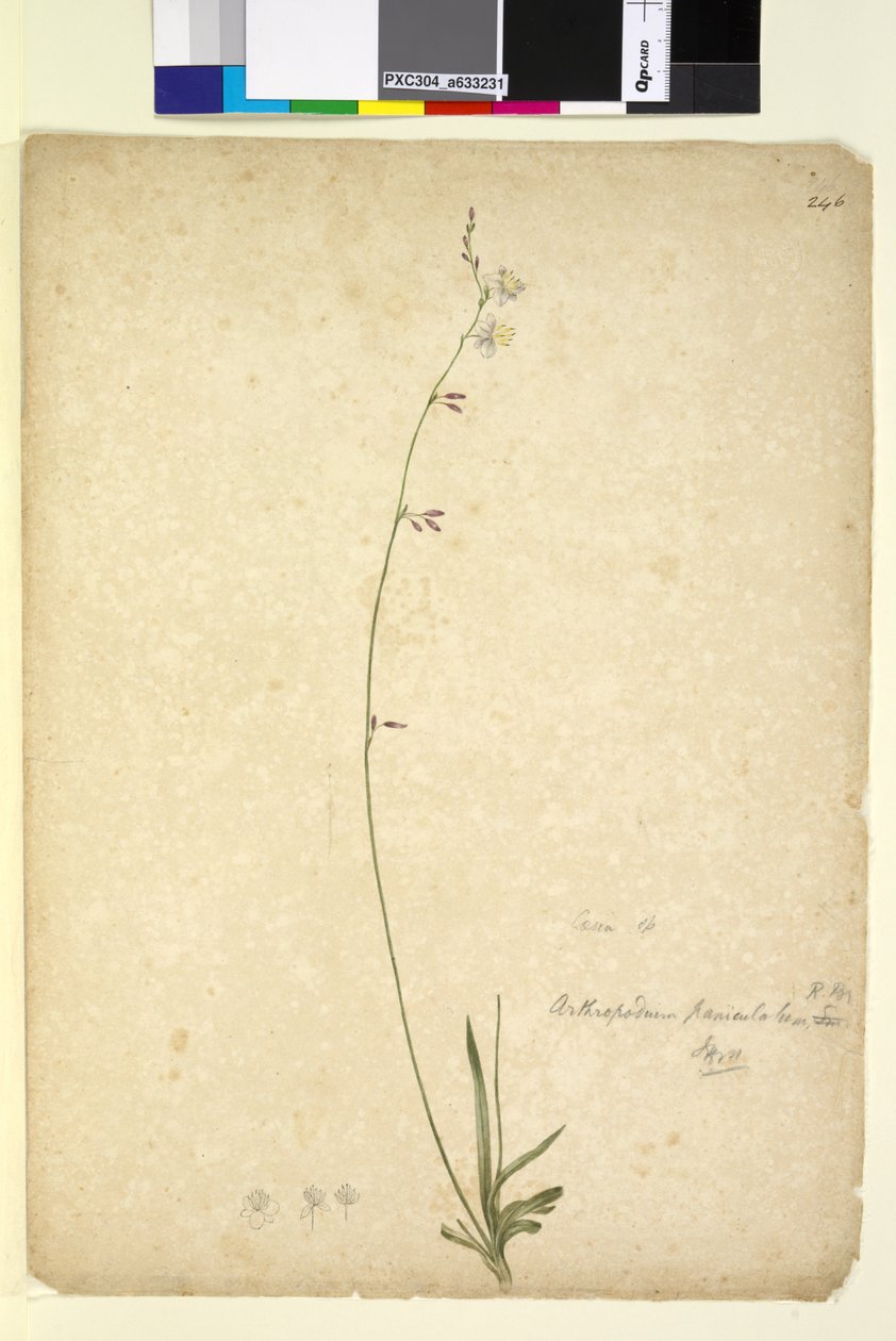 Pagina 246. Arthropodium paniculatum da John William Lewin
