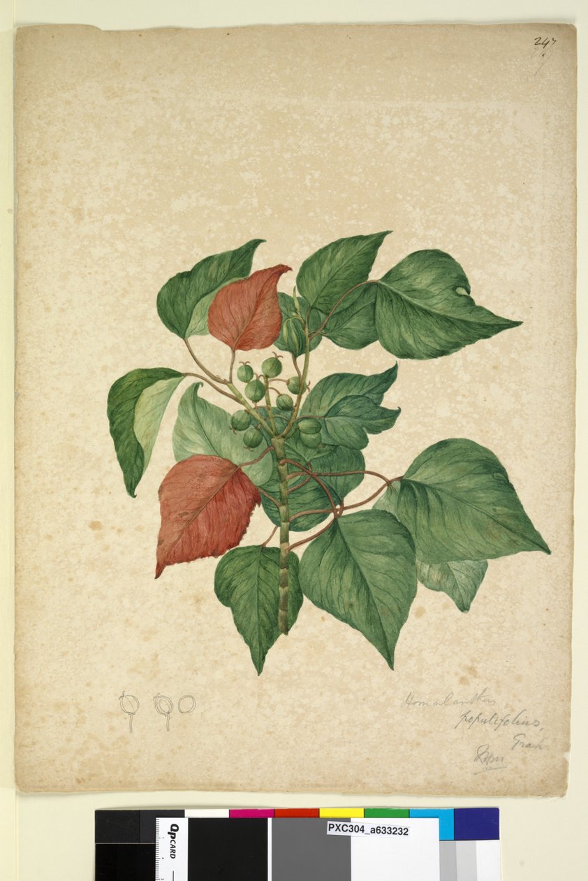 Pagina 247. Homolanthus populifolius Omalanthus populifolius, c.1803-06 da John William Lewin