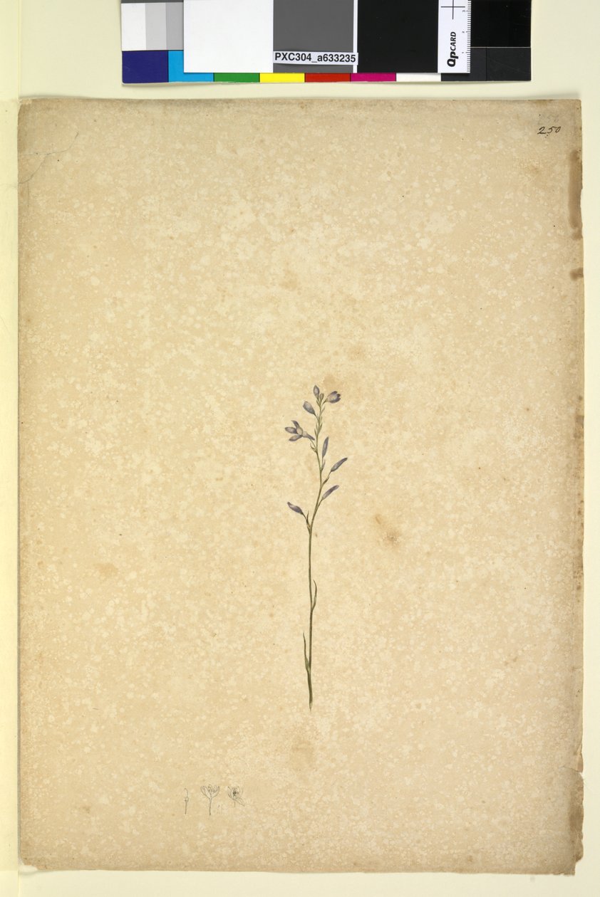 Pagina 250. Pianta non identificata da John William Lewin
