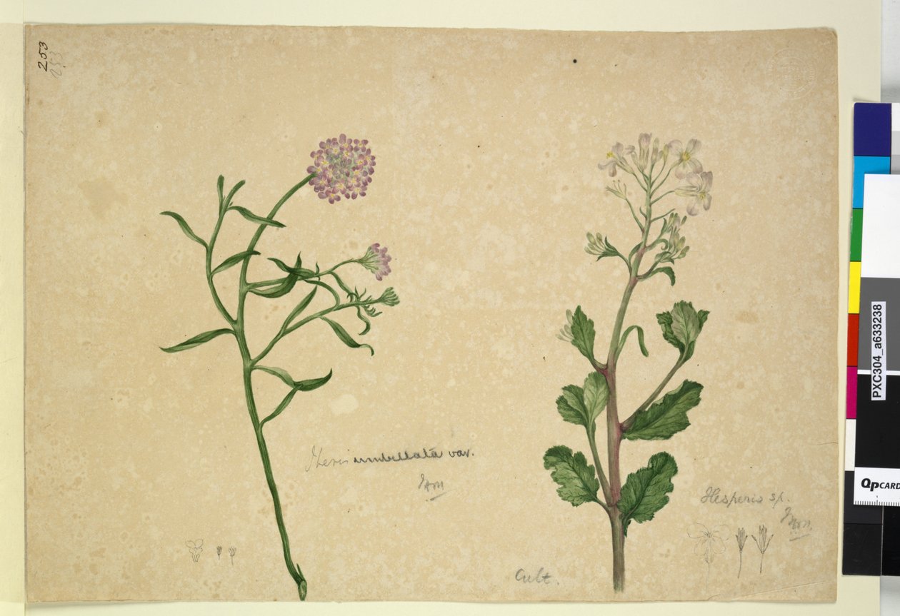 Pagina 253. Iberis umbellata; Hesperis sp. da John William Lewin