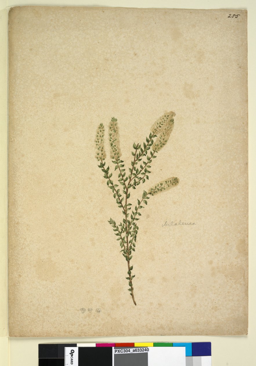 Pagina 255. Melaleuca da John William Lewin