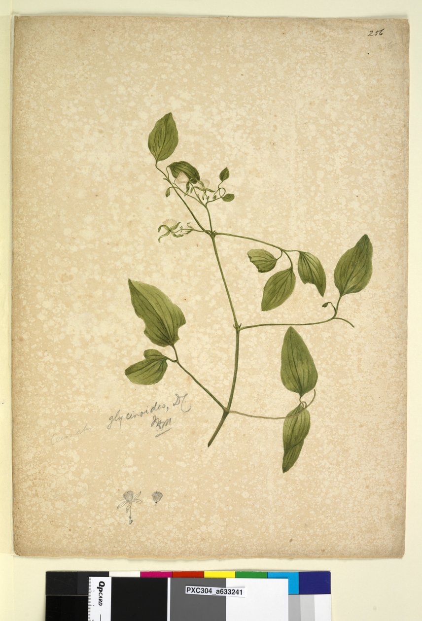 Pagina 256. Clematis glycinoides da John William Lewin