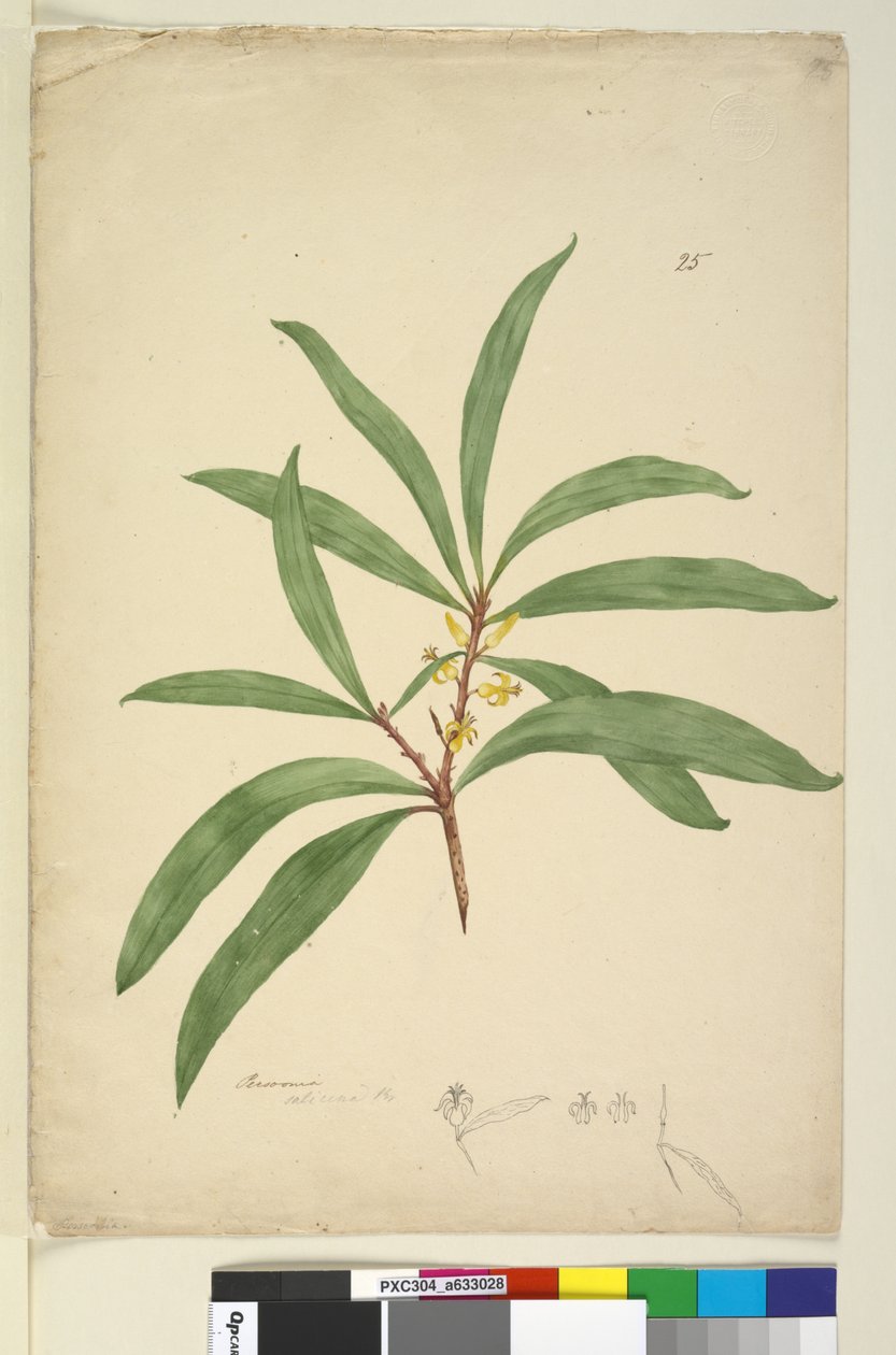Pagina 25. Persoonia salicina, c.1803-06 da John William Lewin