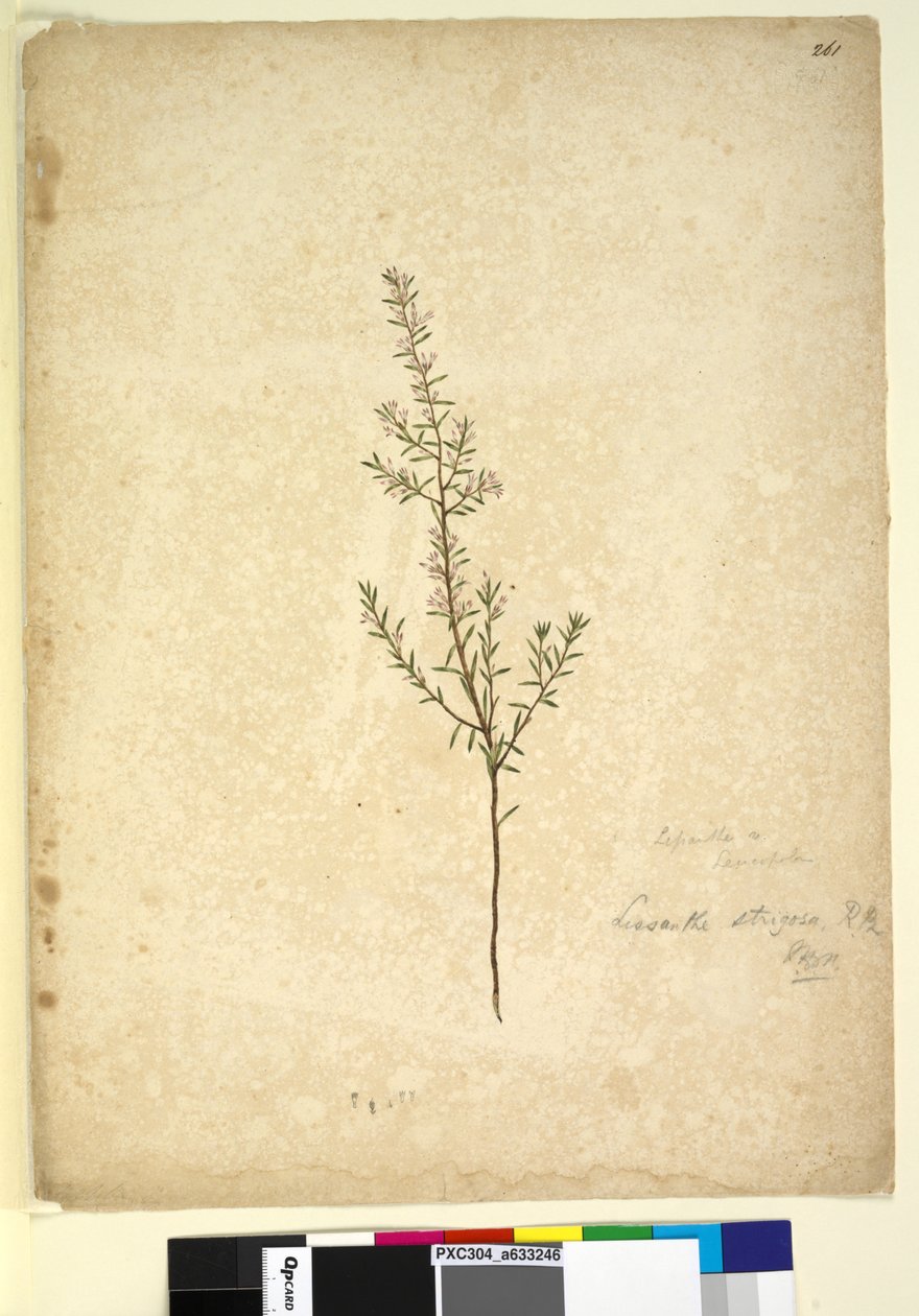 Pagina 261. Lissanthe strigosa da John William Lewin