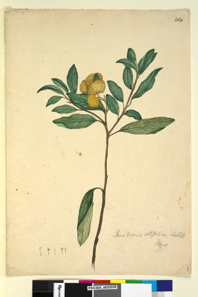 Pagina 264. Pomaderris elliptica da John William Lewin