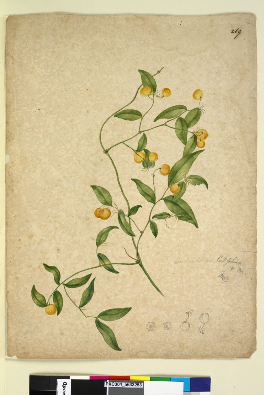 Pagina 269. Eustrephus latifolius da John William Lewin