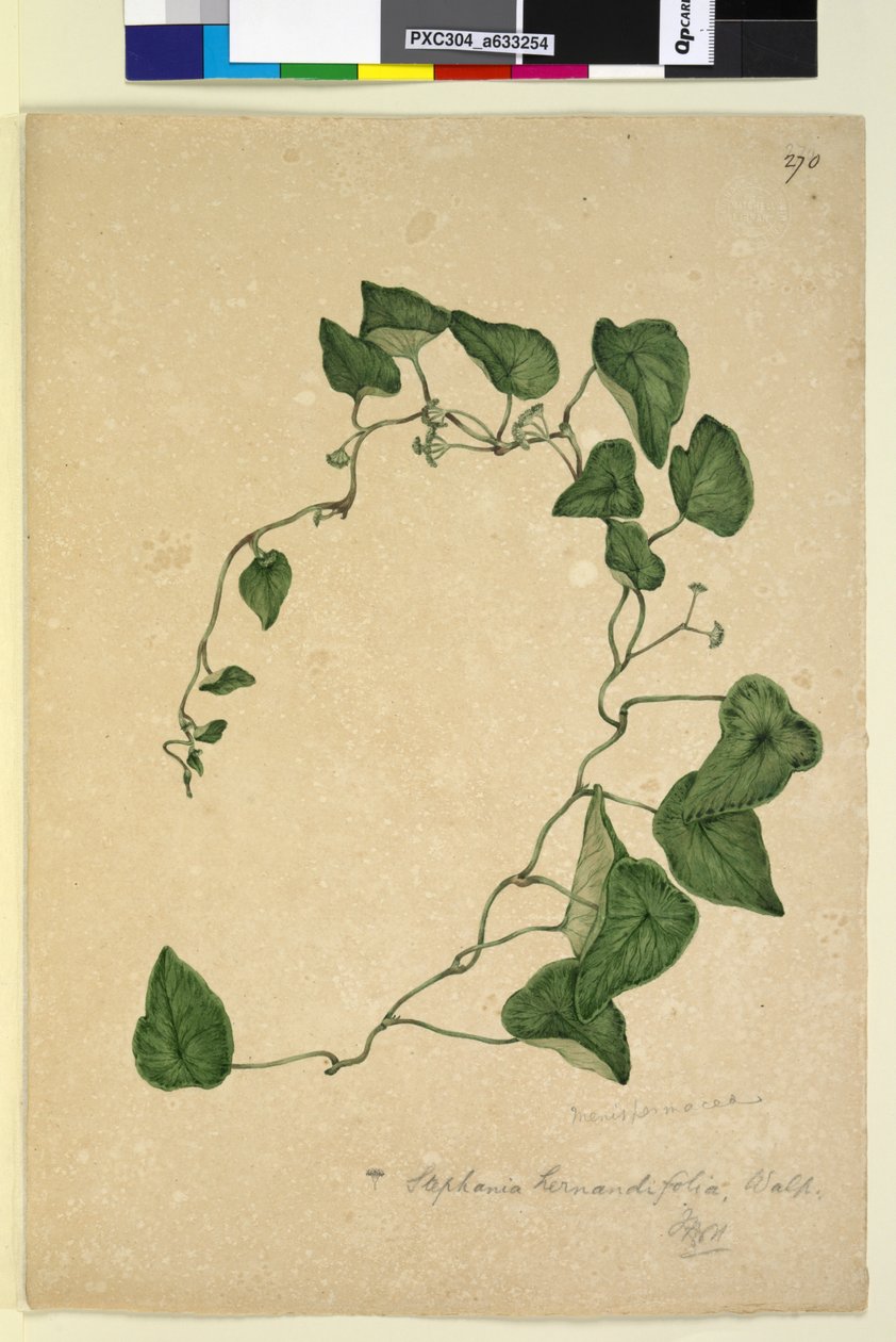 Pagina 270. Stephania hernandiaefolia da John William Lewin
