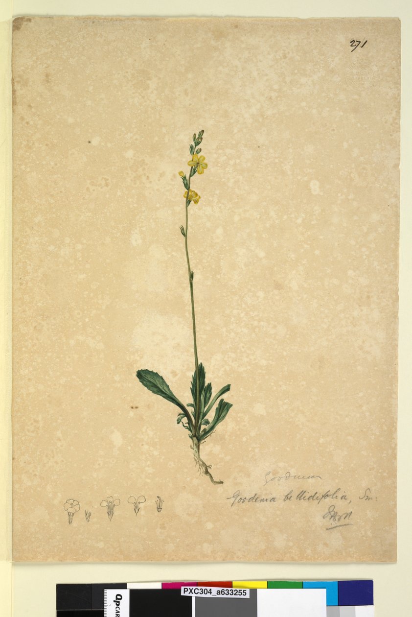 Pagina 271. Goodenia bellidifolia da John William Lewin