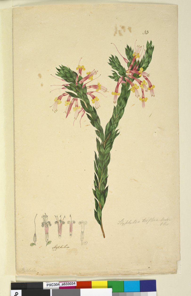 Pagina 33. Styphelia triflora, c.1803-06 da John William Lewin