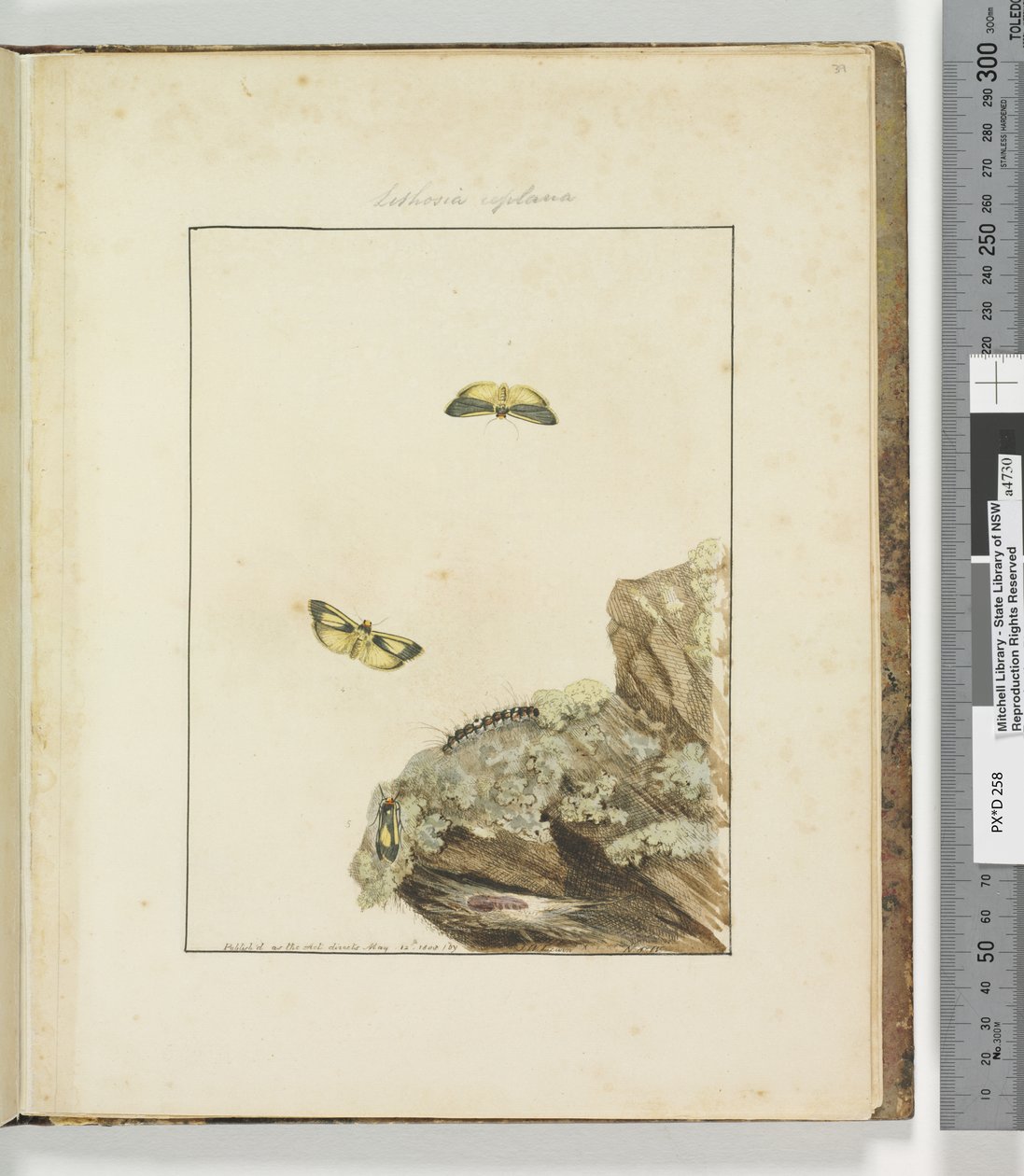 Pagina 39. Tavola 10 Lithosa Replana, 1803-04 da John William Lewin