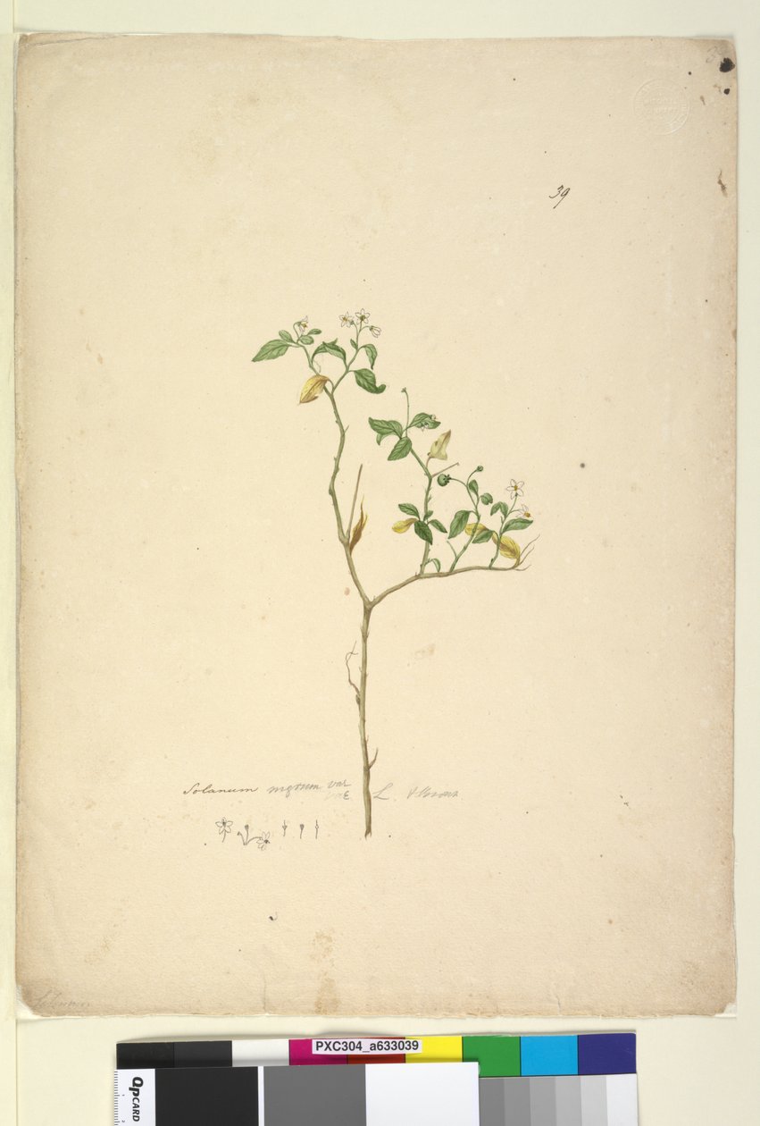 Pagina 39. Solanum nigrum da John William Lewin
