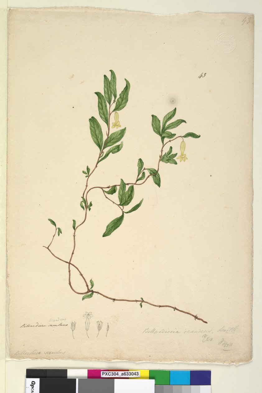 Pagina 43. Billardiera scandens da John William Lewin