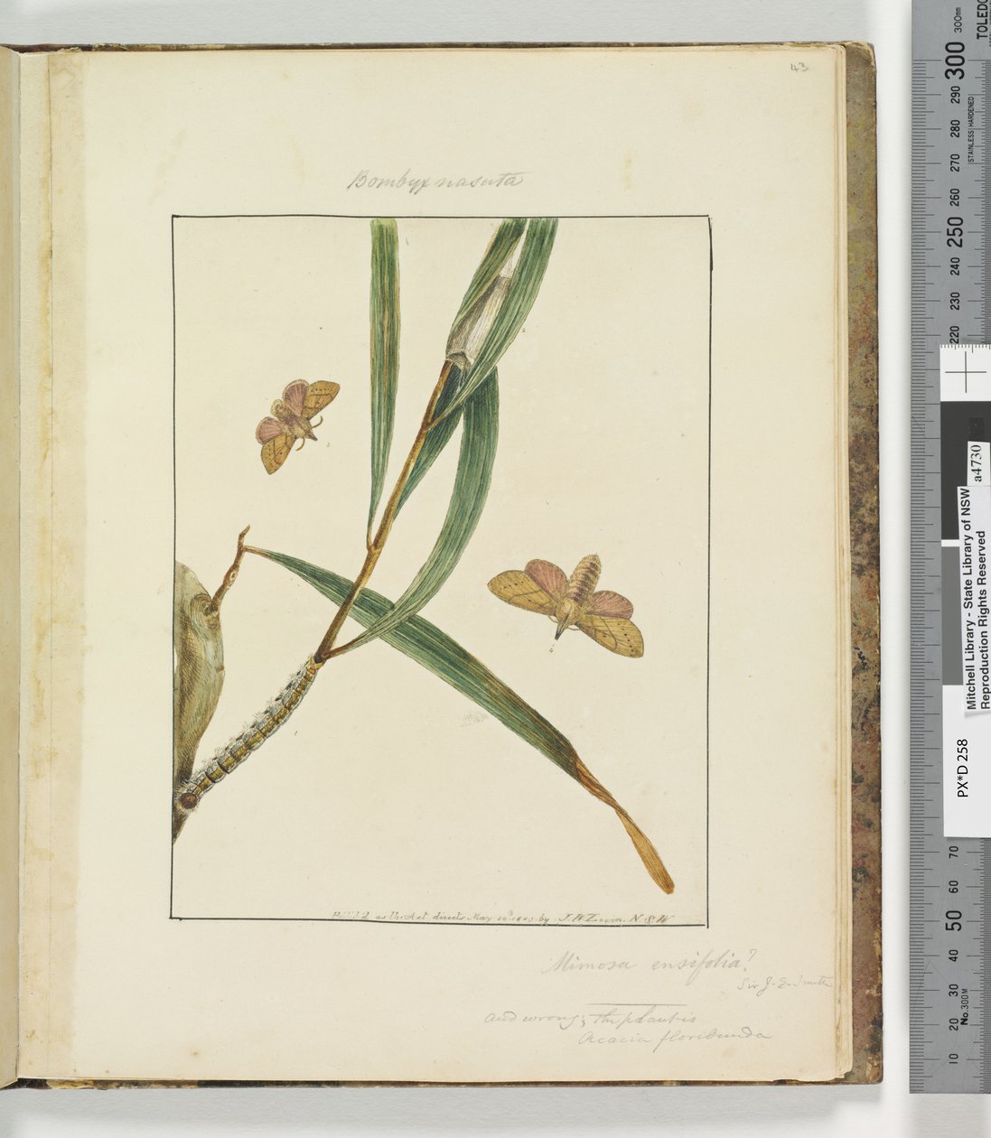 Pagina 43. Tavola 11 Bombyx Nasuta, 1803-04 da John William Lewin