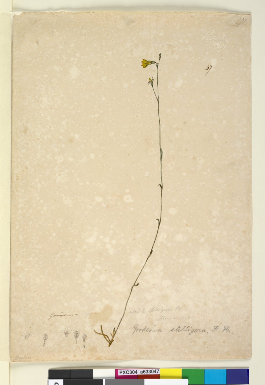 Pagina 47. Goodenia stelligera, c.1803-06 da John William Lewin