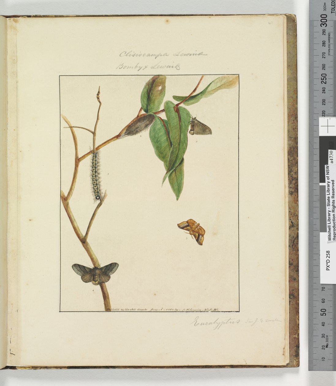 Pagina 47. Tavola 12 Clisiocampa Lewinae Bombyx Lewinae, 1803-04 da John William Lewin