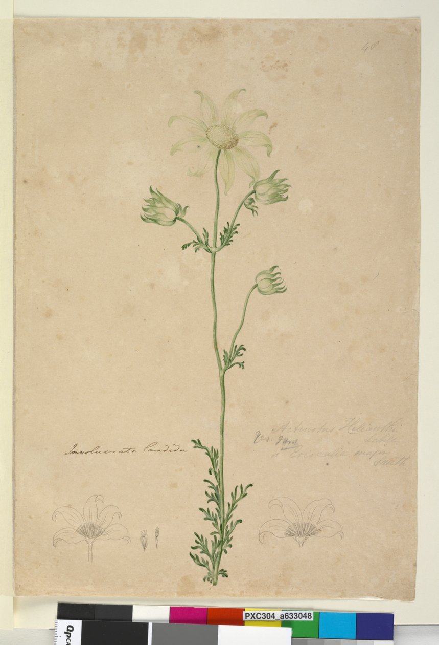 Pagina 48. Actinotus helianthi da John William Lewin