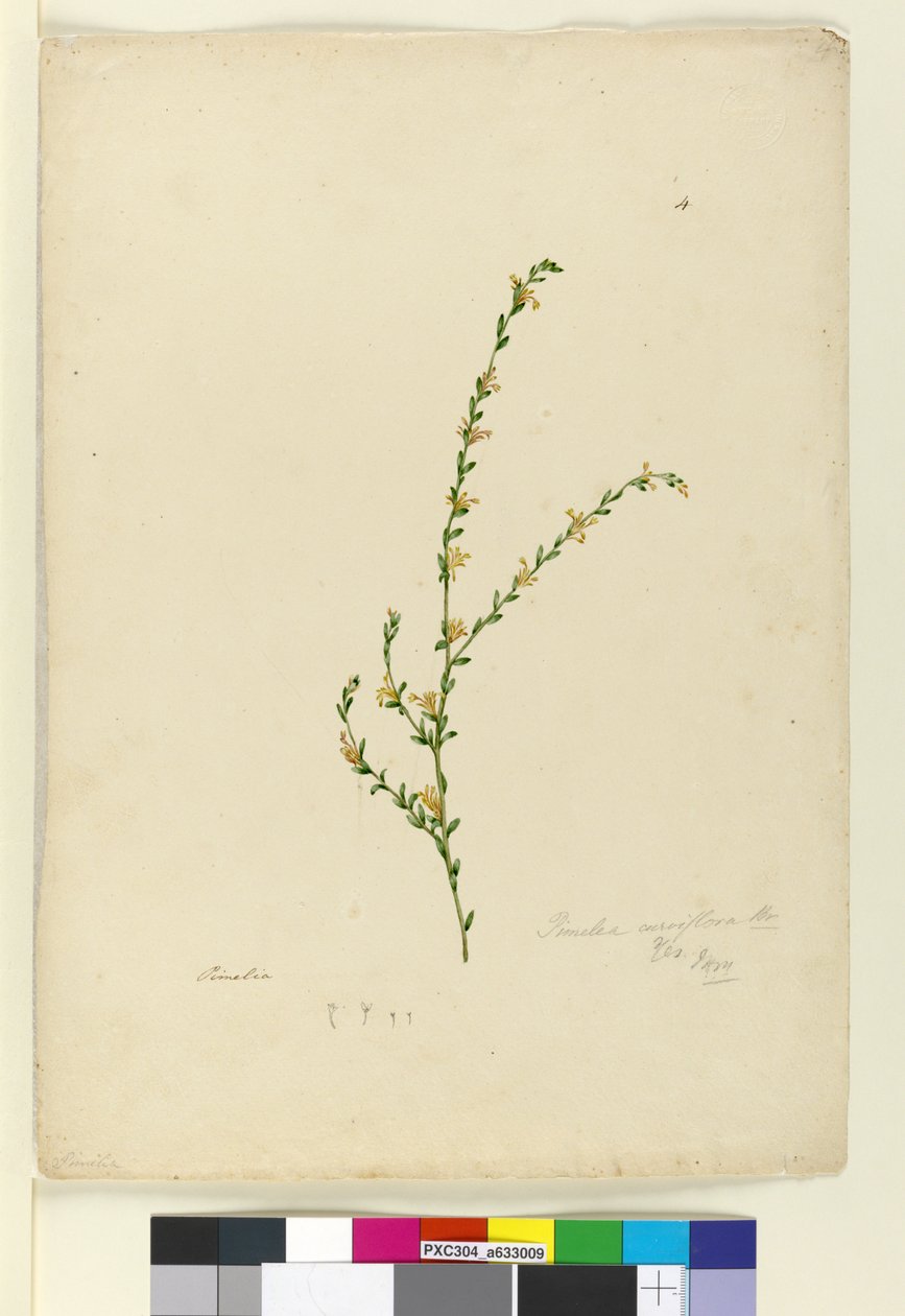 Pagina 4. Pimelea curviflora, c.1803-06 da John William Lewin