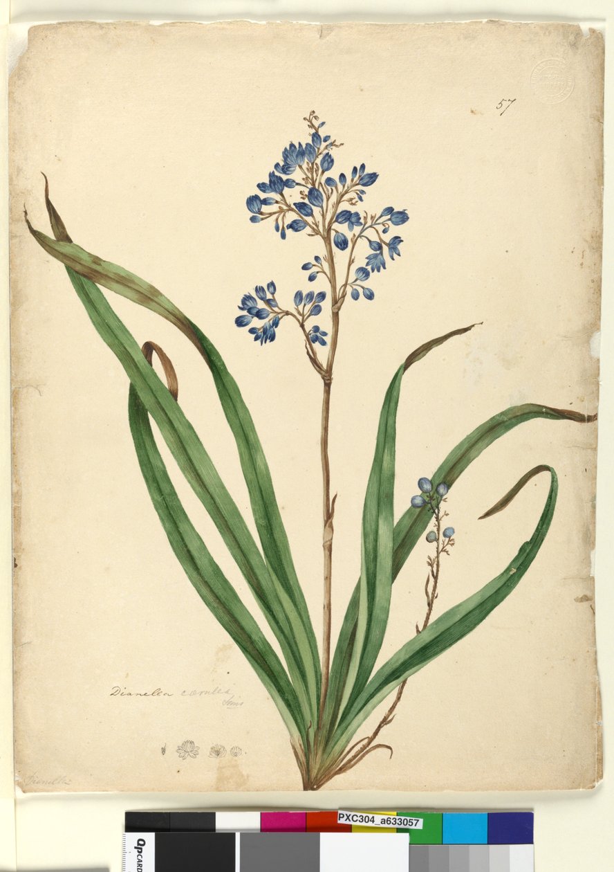 Pagina 57. Dianella caerulea da John William Lewin