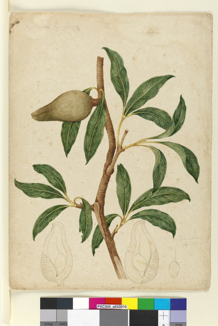 Pagina 5. Xylomelum pyriforme, c.1803-06 da John William Lewin