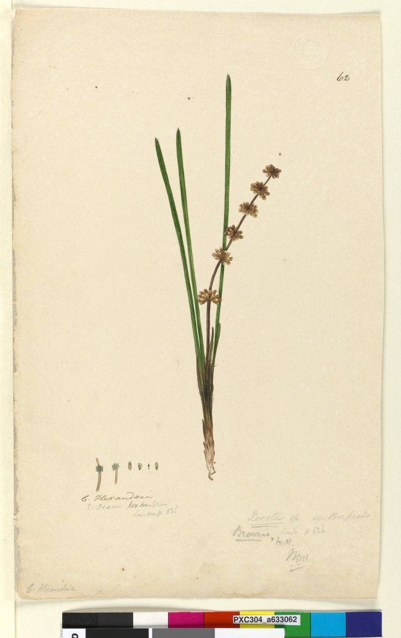 Pagina 62. Xerotes lomandra multiflora da John William Lewin