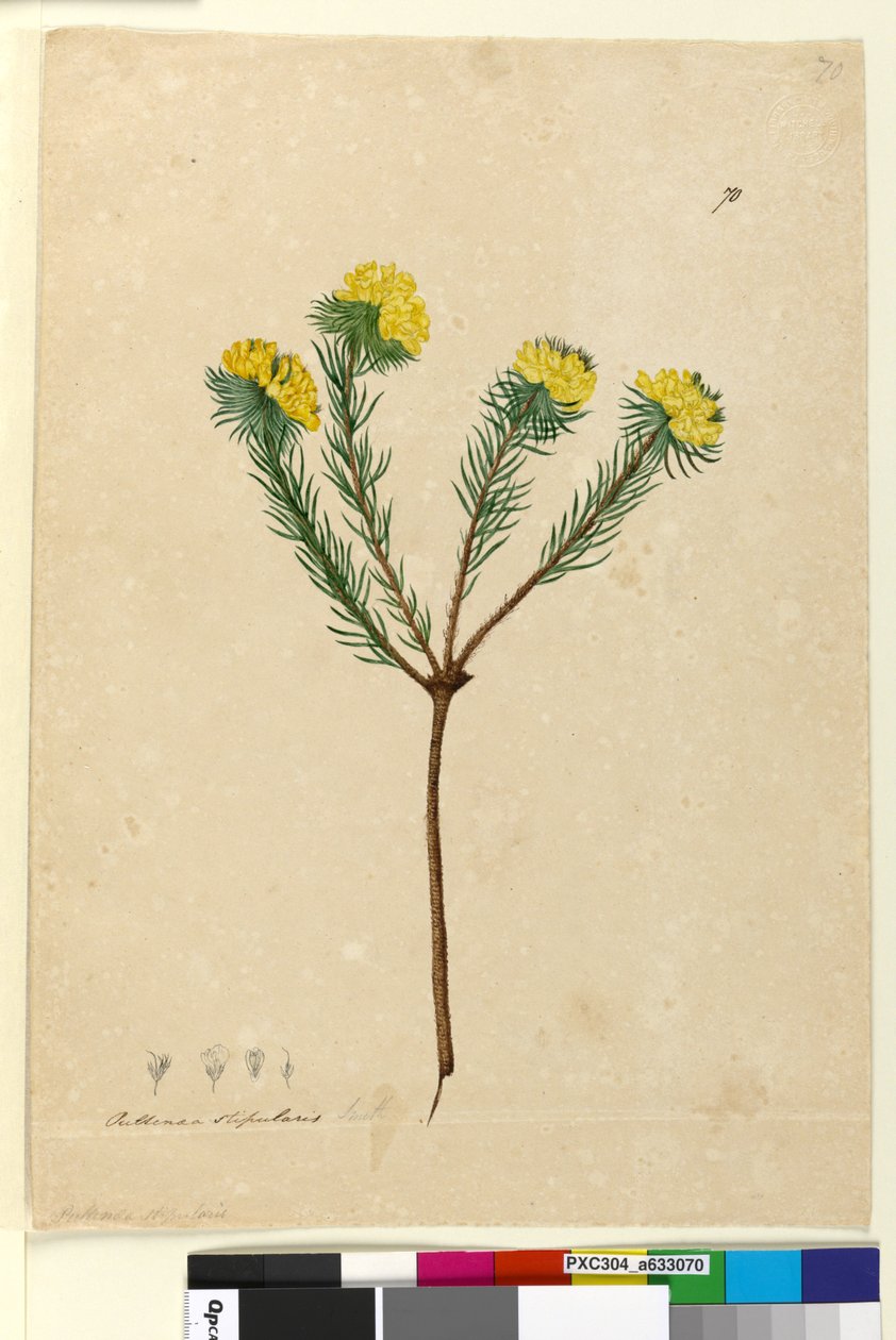 Pagina 70. Pultenaea stipularis da John William Lewin