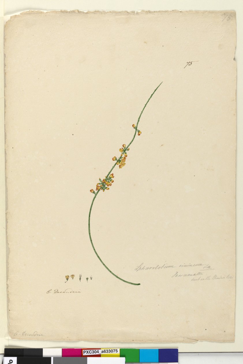 Pagina 75. Sphaerolobium vimineum da John William Lewin