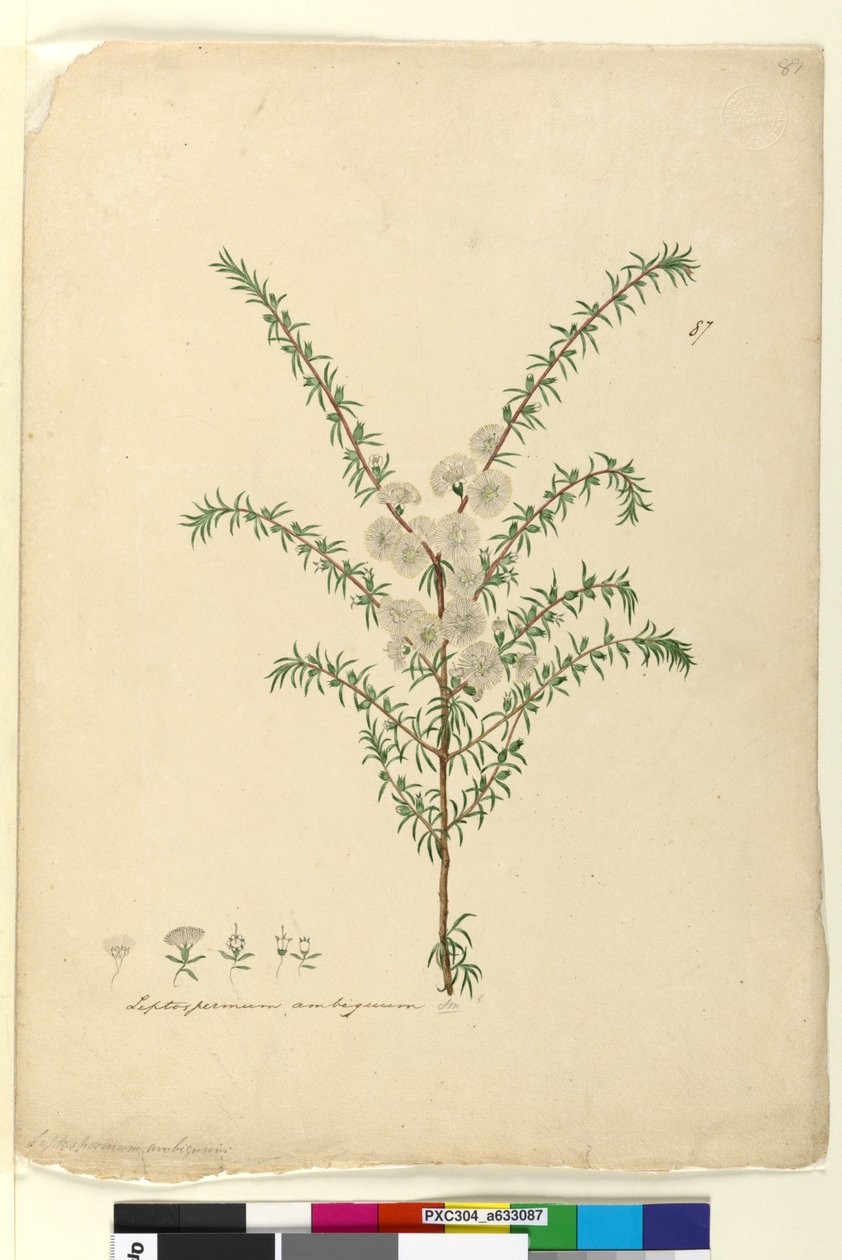 Pagina 87. Leptospermum ambiguum da John William Lewin