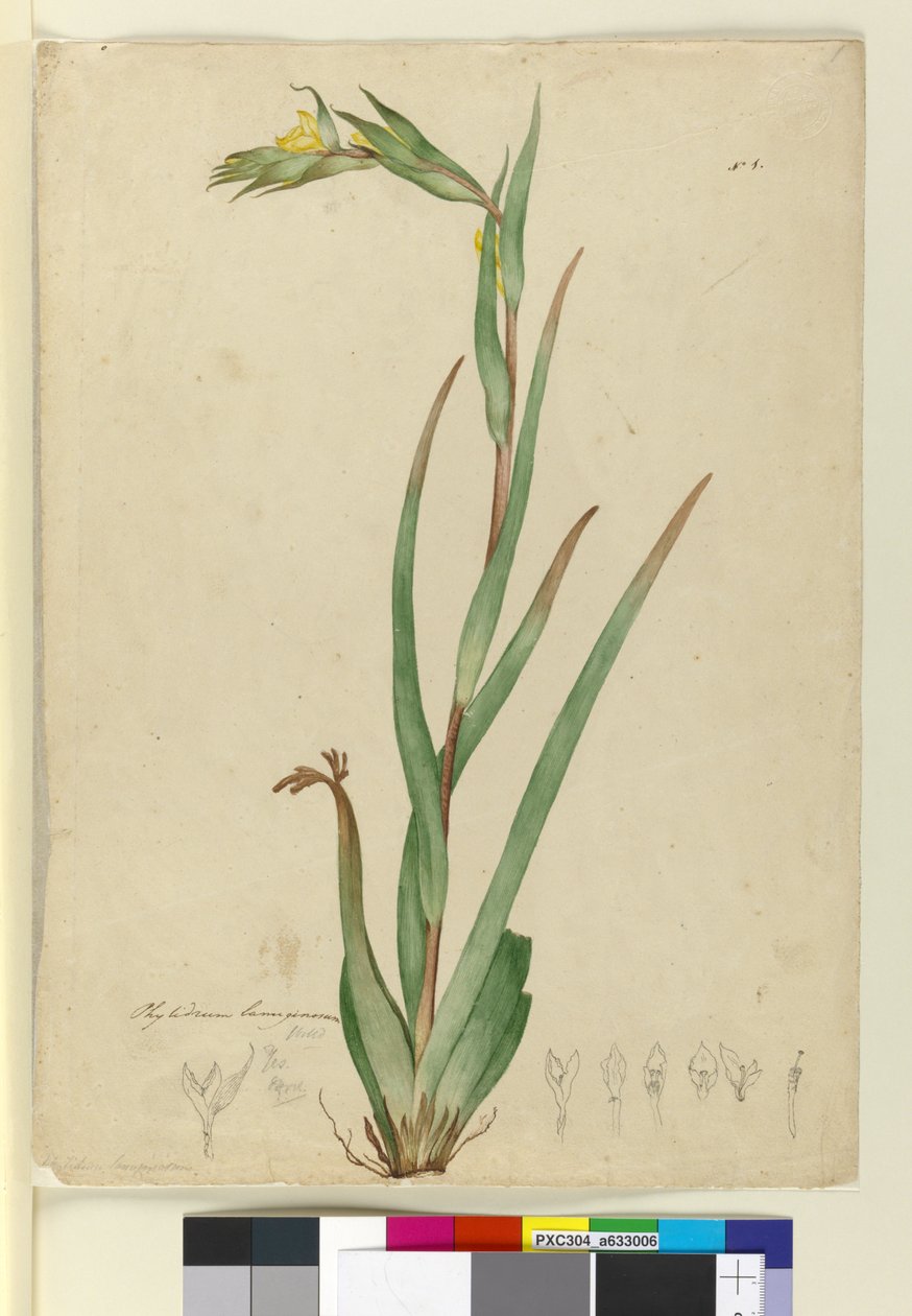 Phylidrum lanuginosum, c.1803-06 da John William Lewin