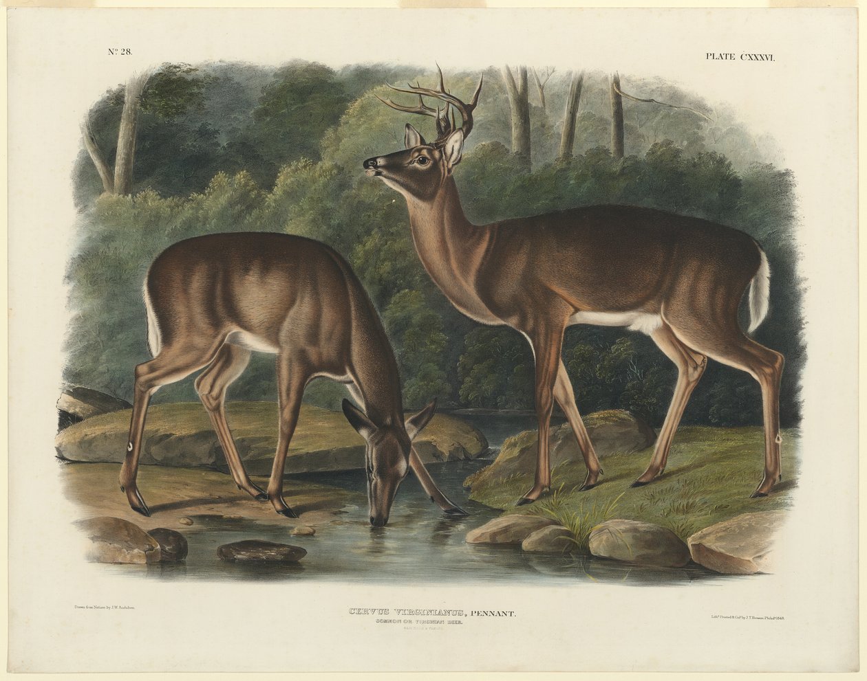 Cervo della Virginia da John Woodhouse Audubon
