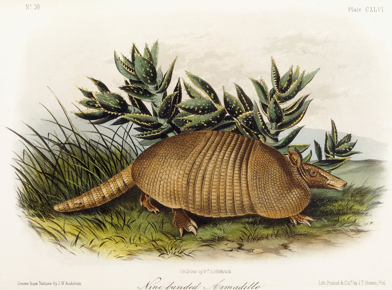 Armadillo a nove fasce da John Woodhouse Audubon