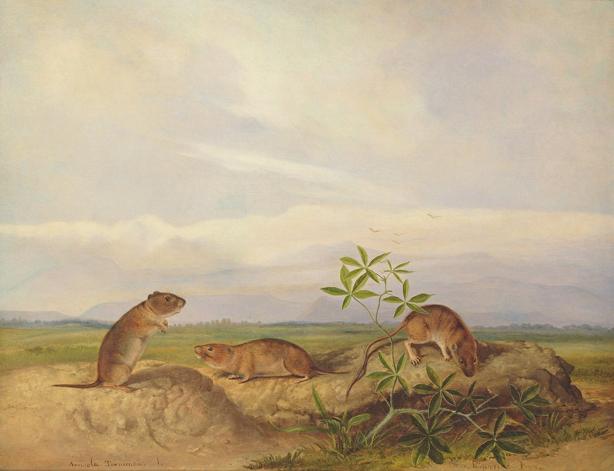 Topo di Townsend, topo di risaia di Meadow Vale e Swamp da John Woodhouse Audubon