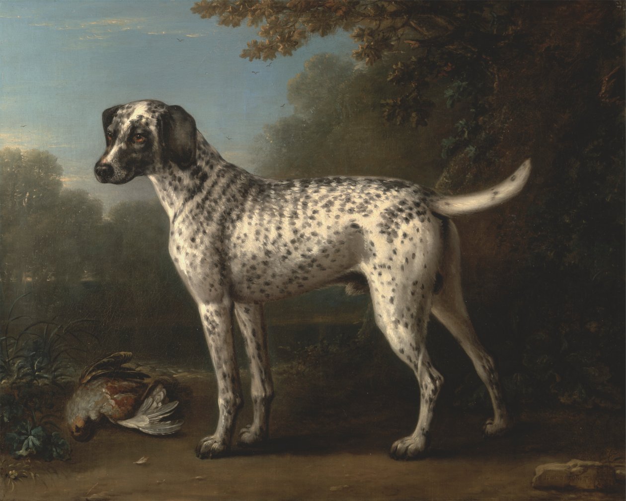 Un cane grigio maculato da John Wootton