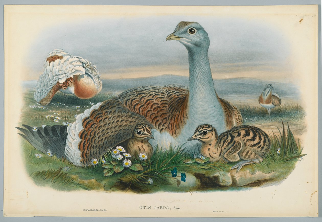 Otis Torda - Grande Otarda, disegnato da J. Wolf, inciso da H. C. Richter da John after Gould