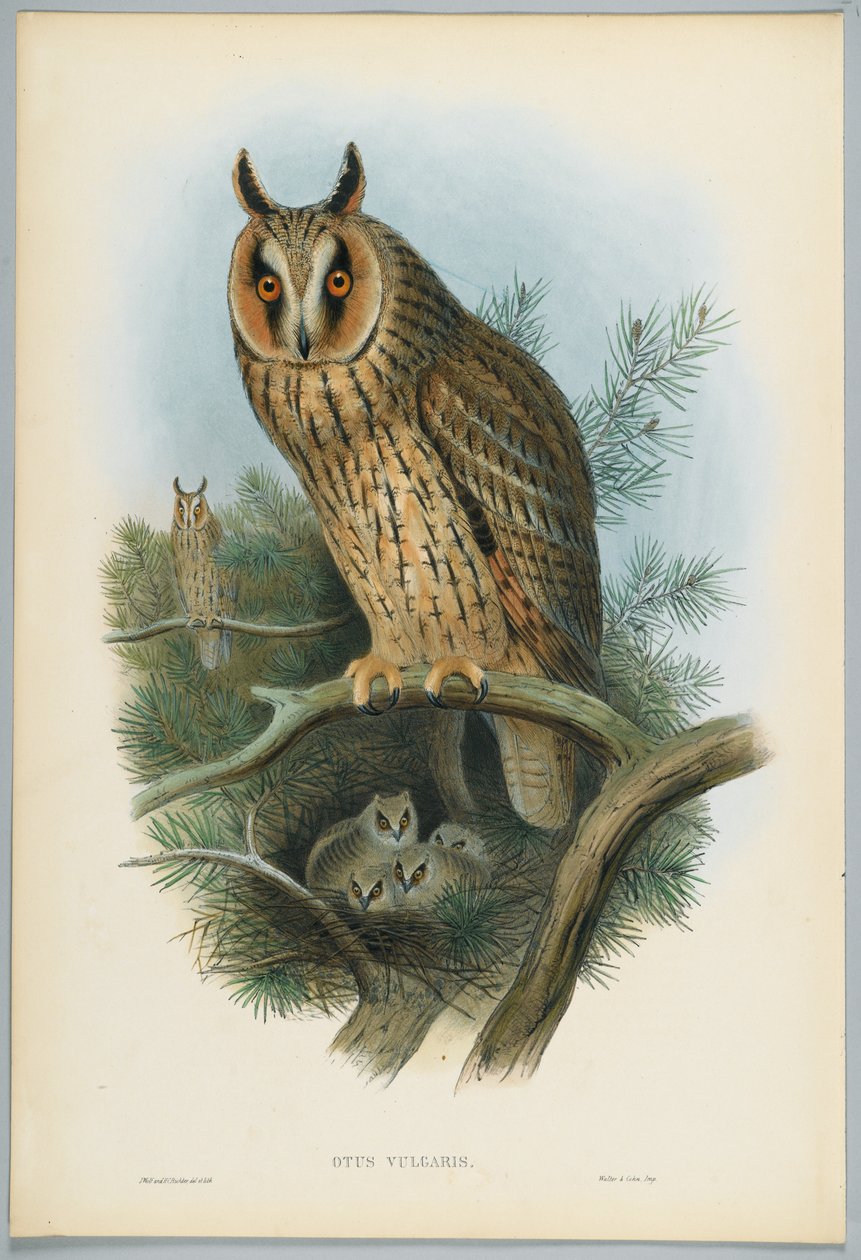 Otus Vulgaris - Gufo comune, disegnato da J. Wolf, inciso da H. C. Richter da John after Gould