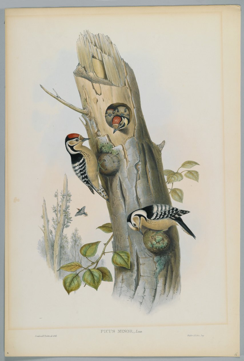 Picus Minor - Picchio rosso minore, inciso da H. C. Richter da John after Gould