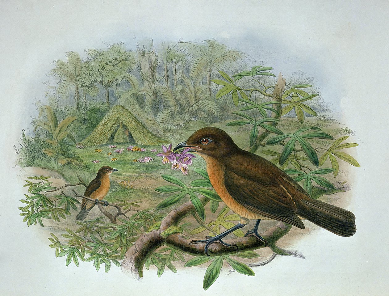 Amblyornis Inornatus, Vogelkop Gardener Bowerbird da John and Hart, William Gould