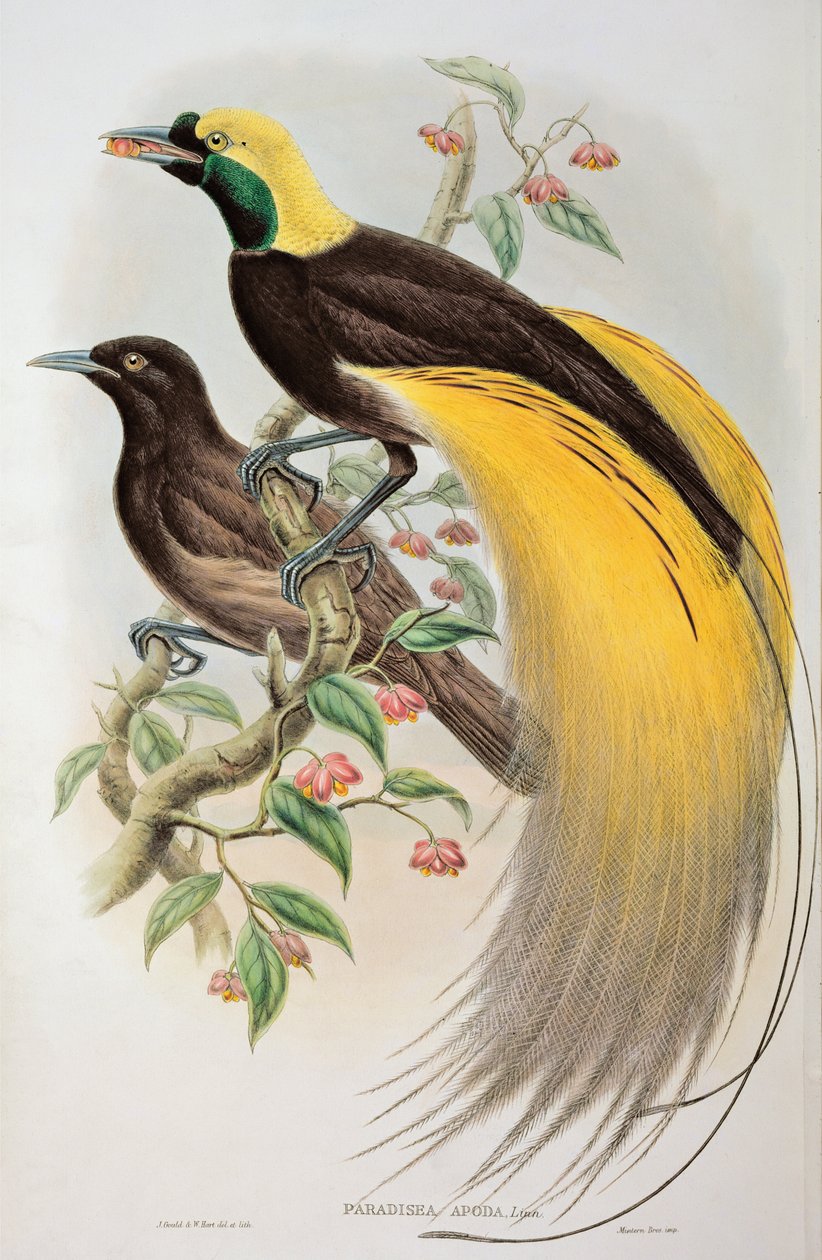 Uccello del Paradiso: Maggiore, Paradisaea Apoda da John and Hart, William Gould