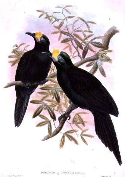 Paradigalla Carunculata da John and Hart, William Gould