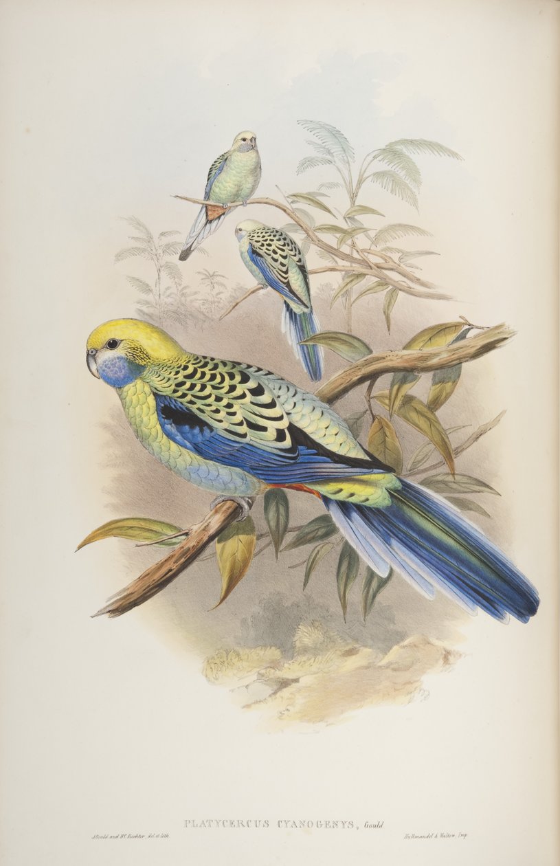 Platycerus cyanogenus, da Gli uccelli dell