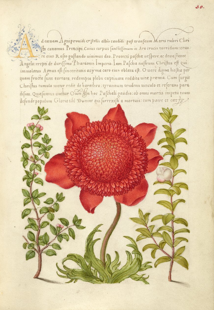 Timo Basilico, Anemone Papavero e Mirto da Joris Hoefnagel