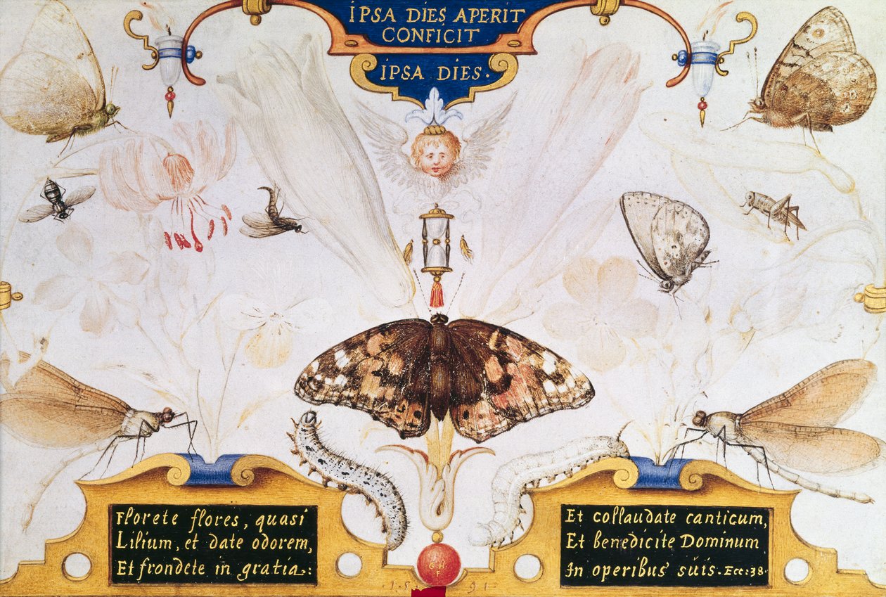 Dittico con fiori e insetti, 1591 da Joris Hoefnagel