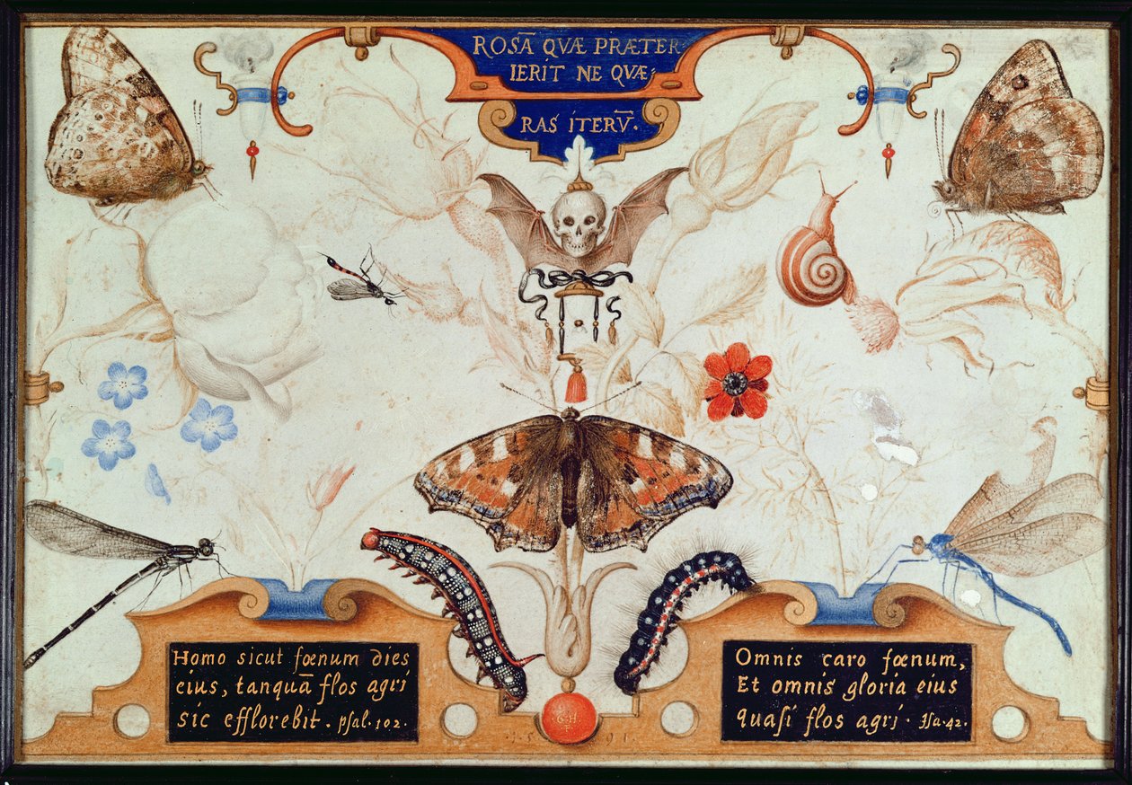 Dittico con fiori e insetti, 1591 da Joris Hoefnagel