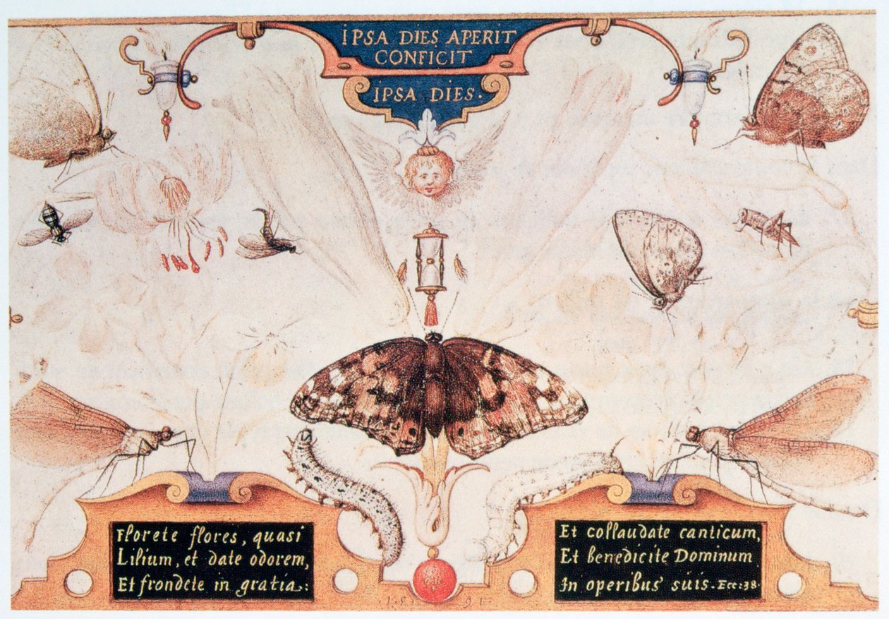 Dittico con fiori e insetti, 1591 da Joris Hoefnagel
