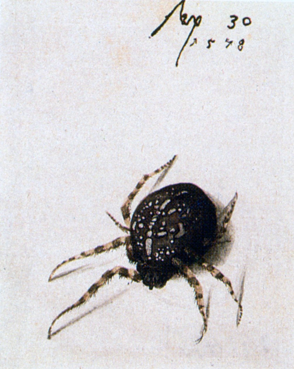Ragno femmina, 1578 da Joris Hoefnagel